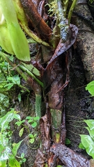 Philodendron thalassicum