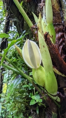 Philodendron thalassicum