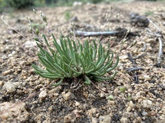 Phemeranthus confertiflorus
