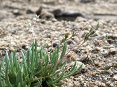 Phemeranthus confertiflorus