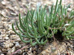 Phemeranthus confertiflorus
