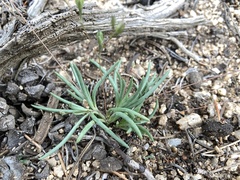 Phemeranthus confertiflorus