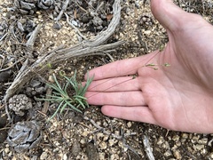 Phemeranthus confertiflorus