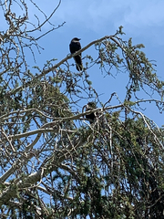 Corvus