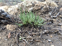 Phemeranthus confertiflorus