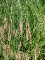 Hordeum secalinum