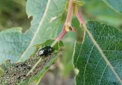 Crepidodera fulvicornis