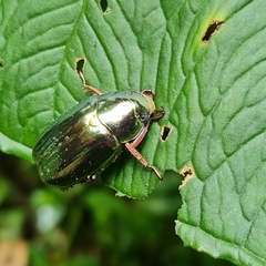 Chrysina