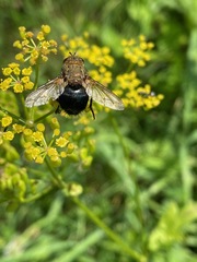 Epalpus