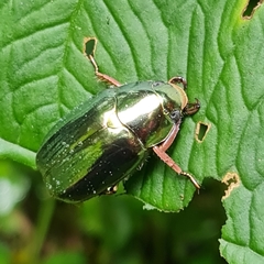 Chrysina