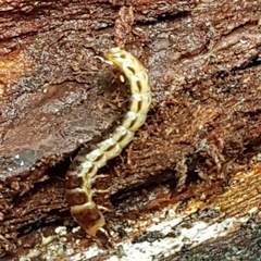 Denticollis linearis