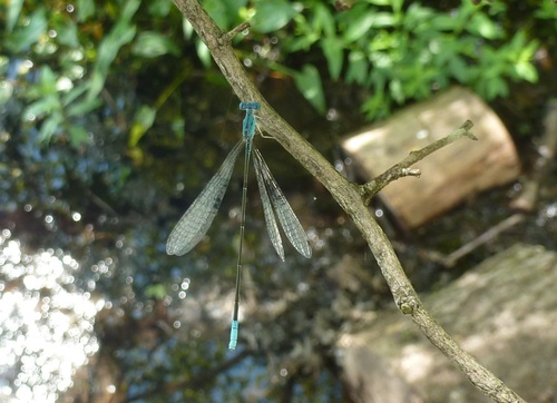 Attenuated Bluet photo 3