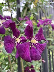 Clematis × jackmanii