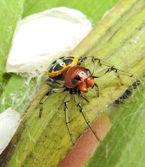 Camaricus nigrotesselatus