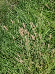 Hordeum secalinum