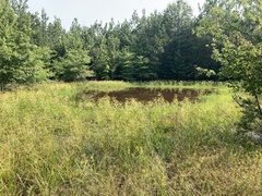 Dichanthelium longiligulatum