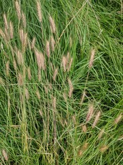 Hordeum secalinum