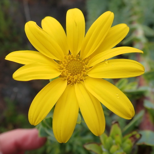Image of Osteospermum corymbosum by (c) Nicola van Berkel, some rights reserved (CC BY-SA)