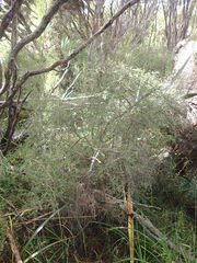 Coprosma elatirioides