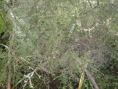 Coprosma elatirioides