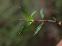 Coprosma elatirioides