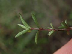 Coprosma elatirioides