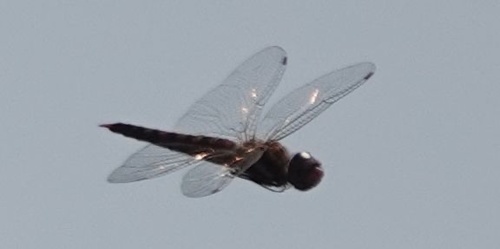 photo of Spot-winged Glider (Pantala hymenaea)