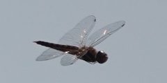 Pantala hymenaea