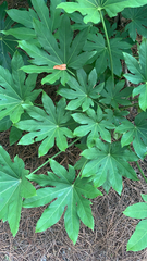 Fatsia japonica