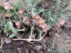 Tripterocalyx micranthus