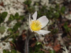 Pulsatilla vernalis