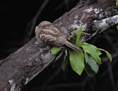 Hydropsalis climacocerca