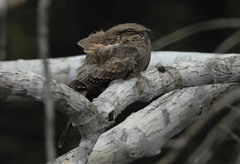 Hydropsalis climacocerca