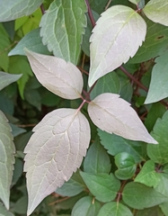 Clematis montana