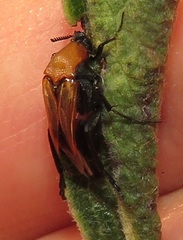 Ripiphoridae