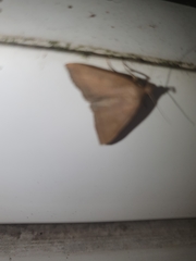 Herminia tarsipennalis