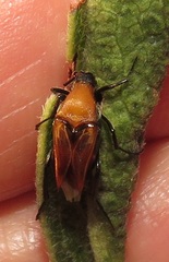 Ripiphoridae
