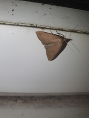 Herminia tarsipennalis