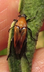 Ripiphoridae