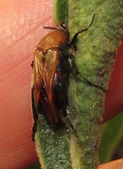 Ripiphoridae