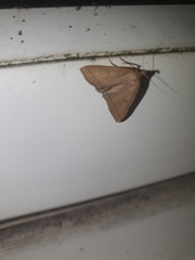 Herminia tarsipennalis