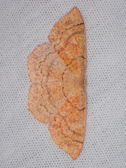 Cyclophora dataria