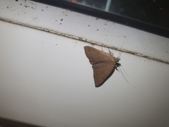 Herminia tarsipennalis