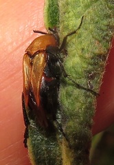Ripiphoridae