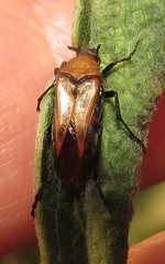 Ripiphoridae