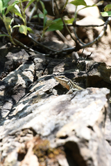 Podarcis erhardii riveti