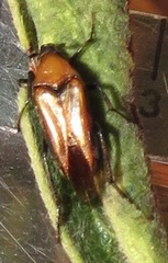 Ripiphoridae
