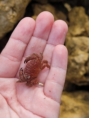 Platyactaea setigera