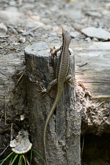 Podarcis erhardii riveti