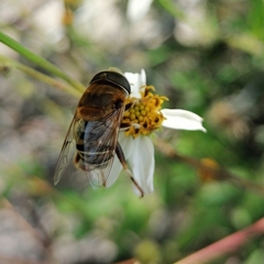 Palpada mexicana
